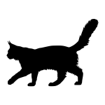Maine Coon Cat