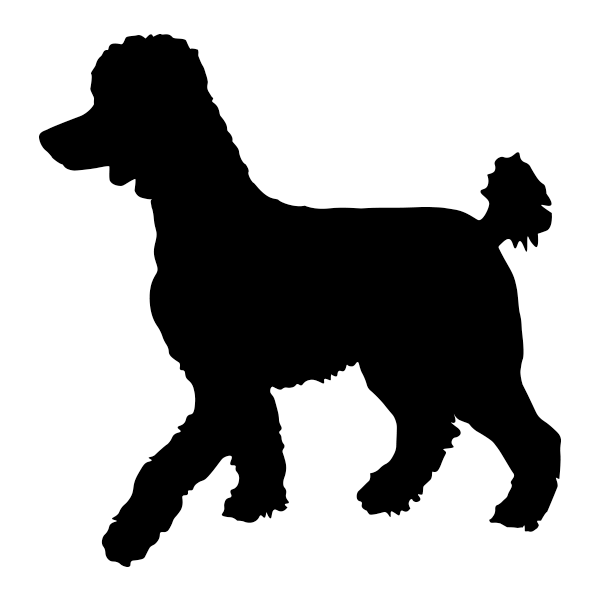 Poodle, Standard Unclipped