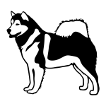 Alaskan Malamute