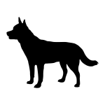 Australian Cattle Dog aka Blue Heeler
