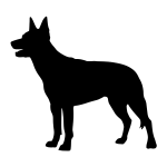 Australian Kelpie