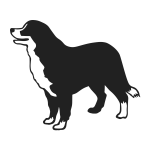 Bernese Mountain Dog