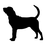 Bloodhound