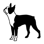 Boston Terrier