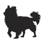 Chihuahua, Long Hair