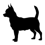 Chihuahua, Short Hair