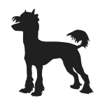 Chinese Crested Powderpuff