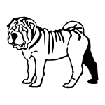 Chinese Shar-pei