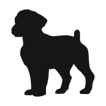 Cockapoo