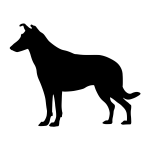 Collie, Smooth