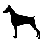 Doberman