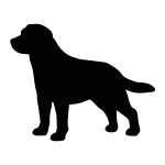 English Labrador