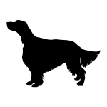 English Setter