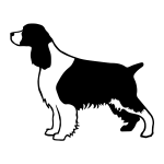 English Springer Spaniel