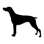 German Shorthair Pointer