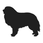 Great Pyrenees