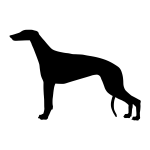 Greyhound