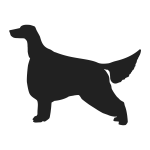 Irish Setter