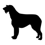 Irish Wolfhound
