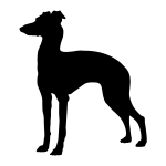 Italian Greyhound