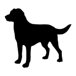 Labrador