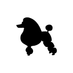 Poodle, Miniature