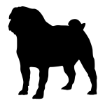 Pug