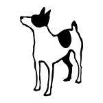 Rat Terrier