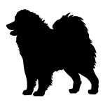 Samoyed