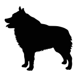 Schipperke