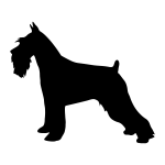 Schnauzer, Standard