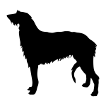 Scottish Deerhound