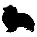 Shetland Sheepdog