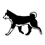 Shiba Inu