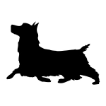 Silky Terrier