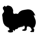 Tibetan Spaniel