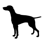 Vizsla