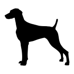 Weimeraner