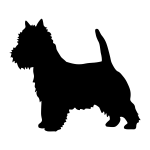 West Highland Terrier