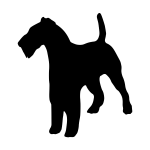 Wire Fox Terrier