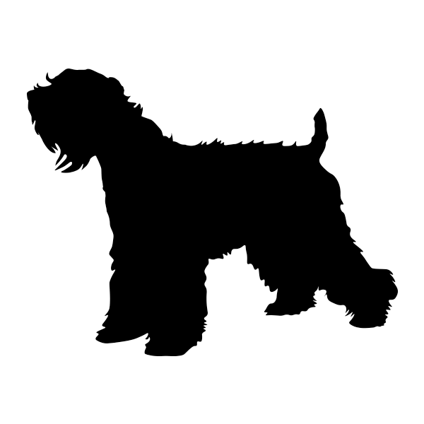 Wheaton Terrier